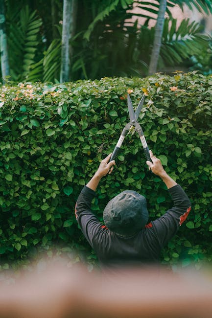 A gardener wearing a dark long-sleeved jacket and a grey cap is trimming a neatly maintained hedge with long-handled hedge shears. The hedge, composed of dense green leaves and small pink flowers, lin