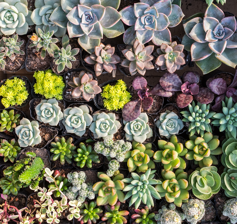 garden landscaping garden design