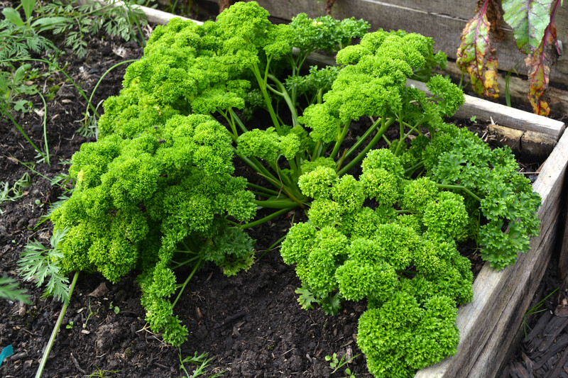 garden landscaping garden design