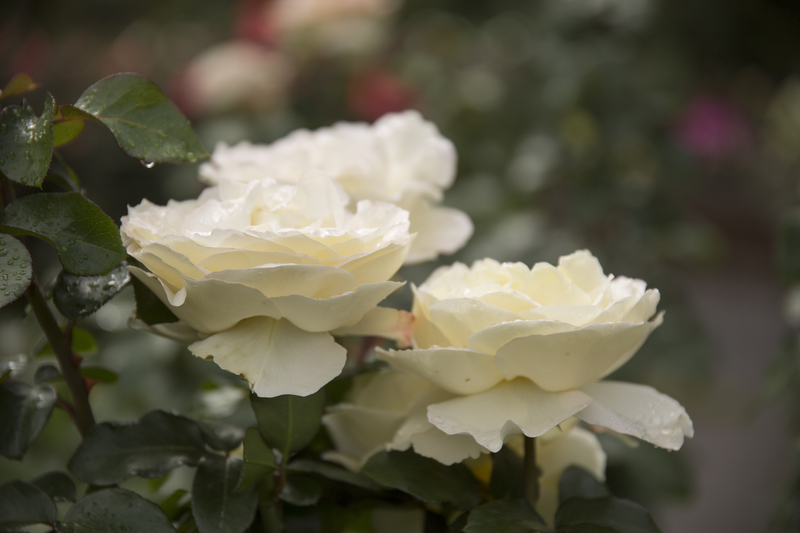 garden design irrigation system